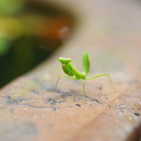 カマキリ