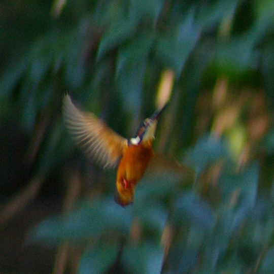 カワセミ