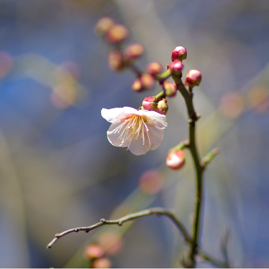 梅の花