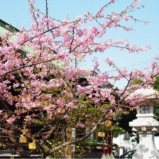 桜