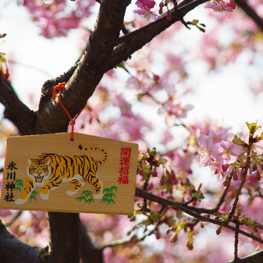 桜