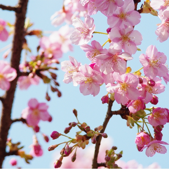 桜