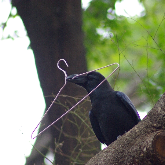 カラス