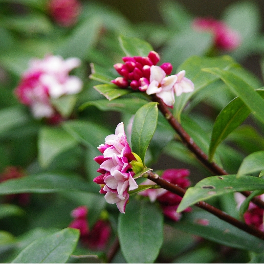 沈丁花