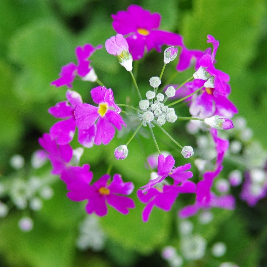 西洋桜草