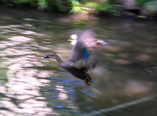 カルガモ