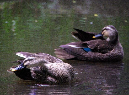 カルガモ