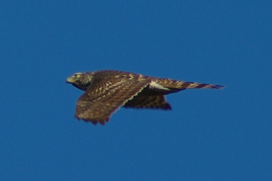 タカ