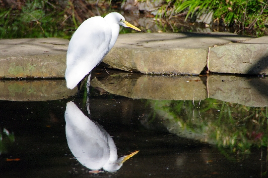 ダイサギ