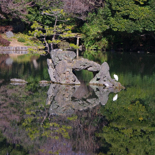 コサギ