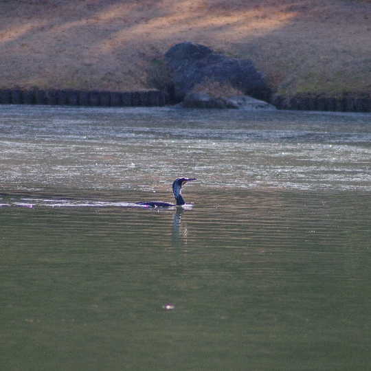 カワウ