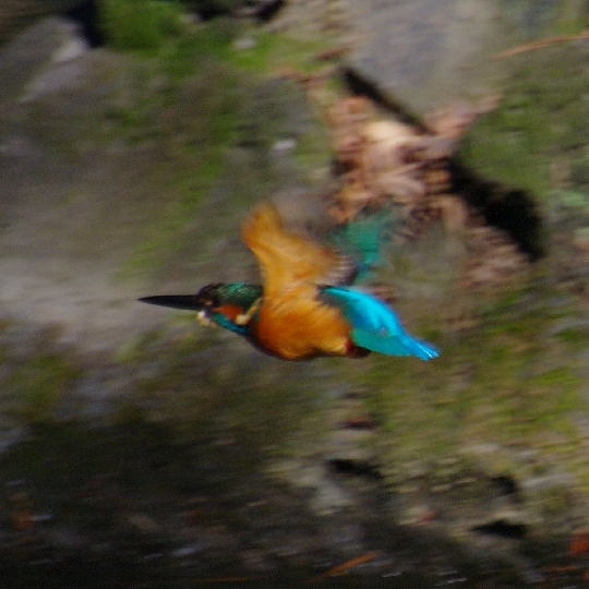 カワセミ