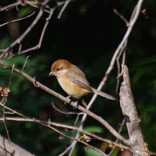 モズ♀