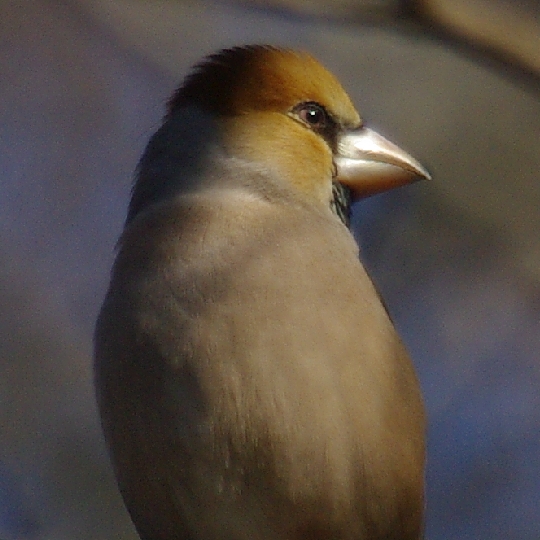 シメ