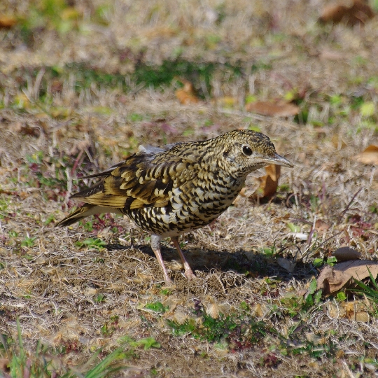 トラツグミ