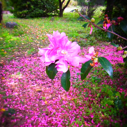 山茶花