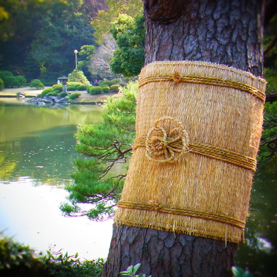 こも巻き