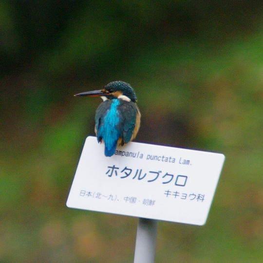 カワセミ
