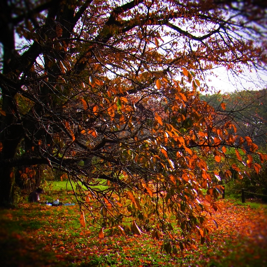 山桜