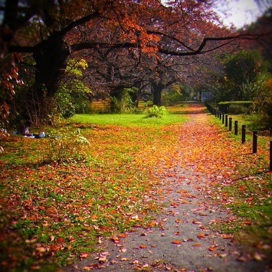 山桜