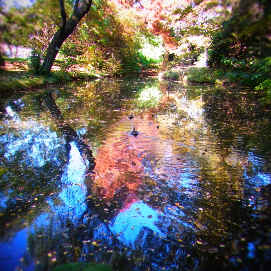 カルガモ
