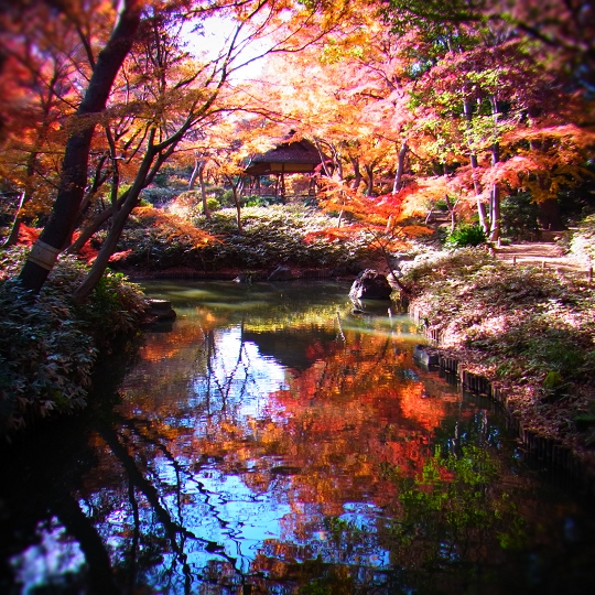 六義園の紅葉