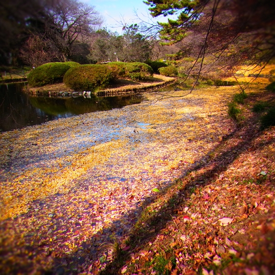 池に落ち葉
