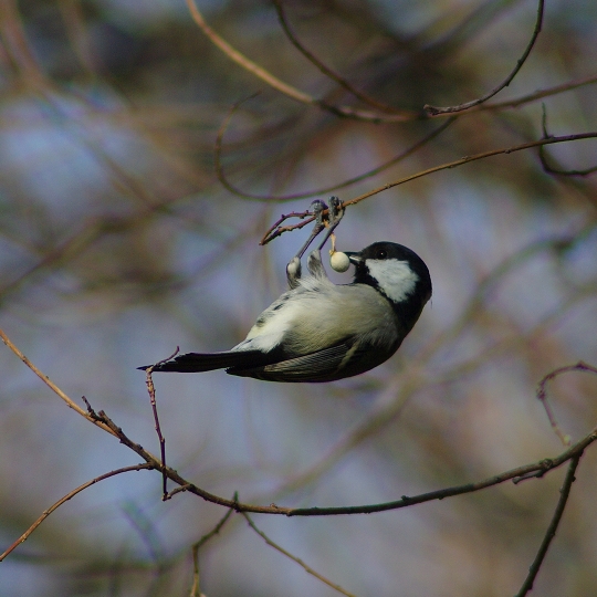 シジュウカラ