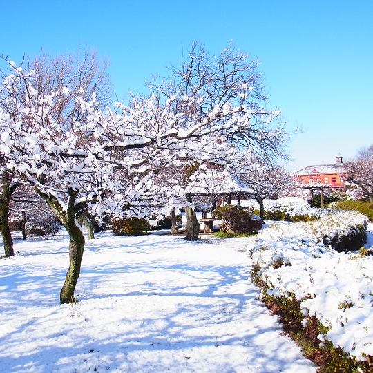 積雪の植物園