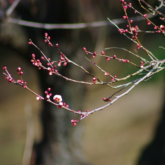 雪月花