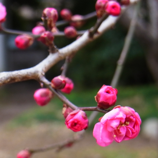 寒紅梅