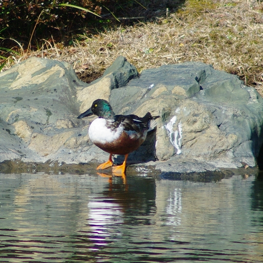 ハシビロガモ