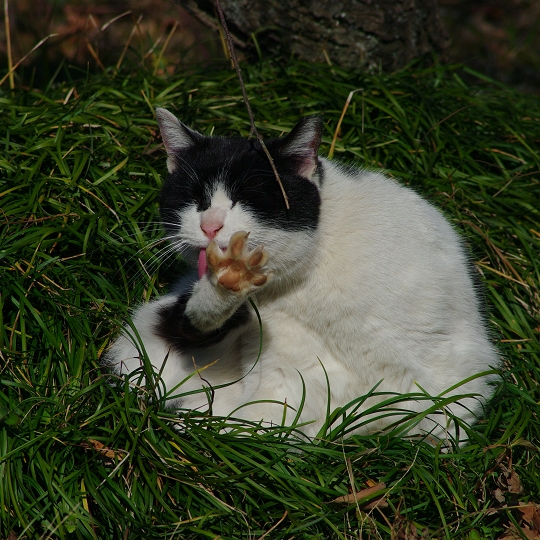 ねこ