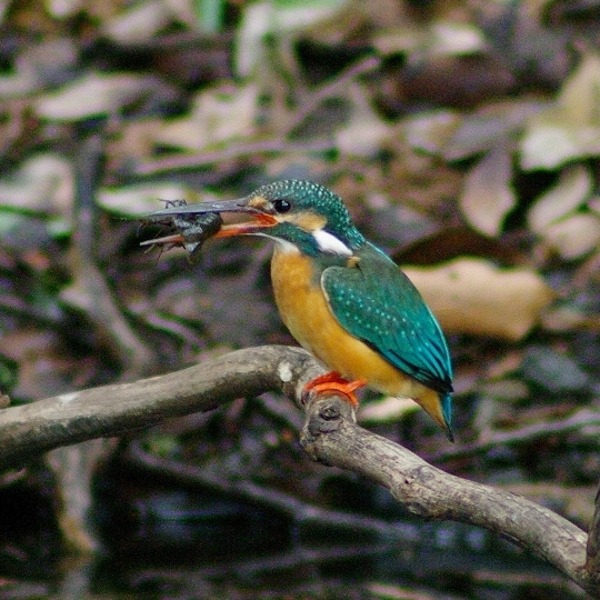 カワセミ