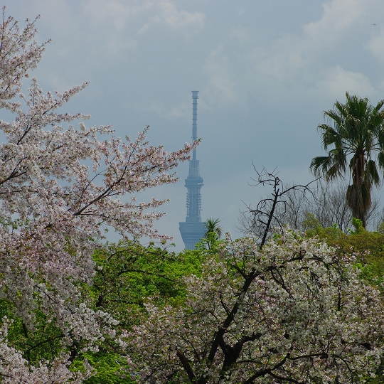 東京スカイツリー
