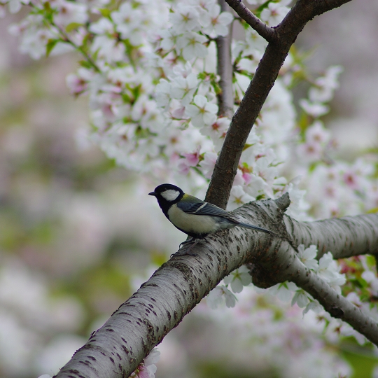 シジュウカラ