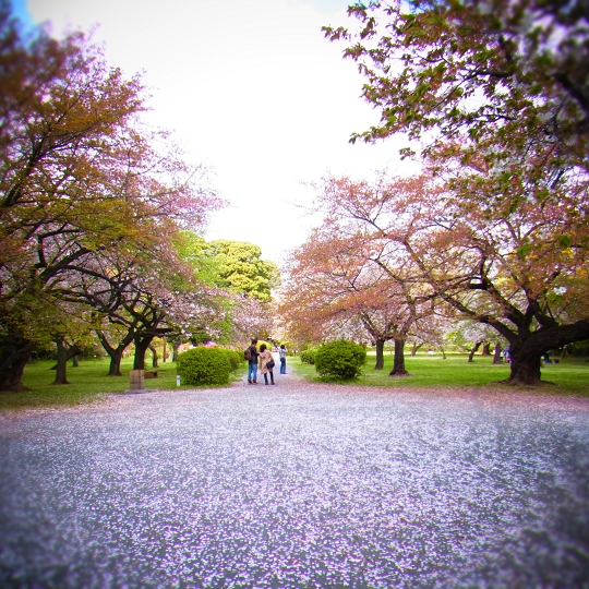 花の散った桜の道