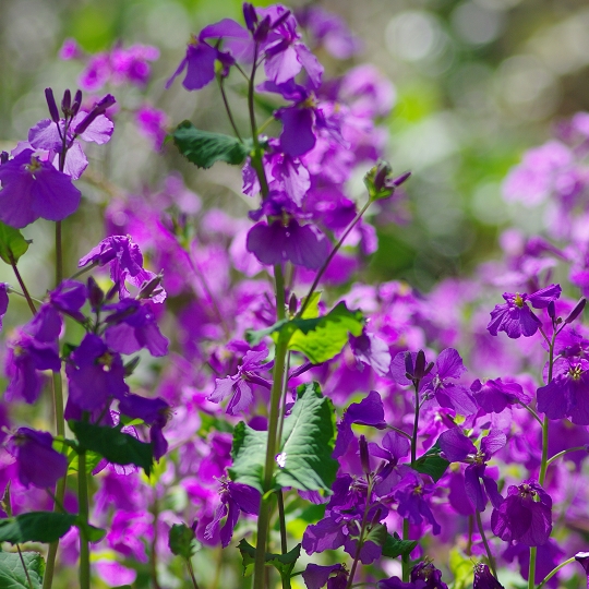 花大根