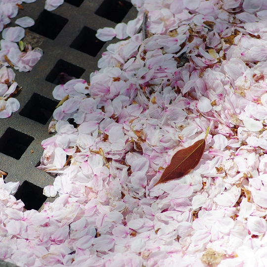 桜の花弁