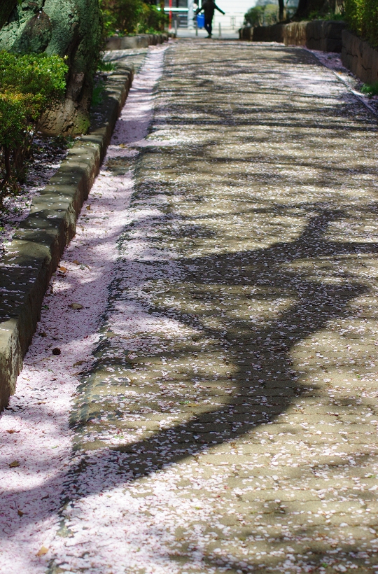 桜の坂道