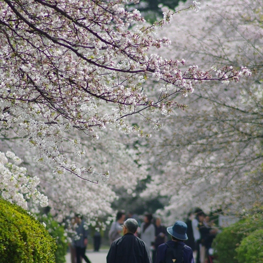 桜のトンネル
