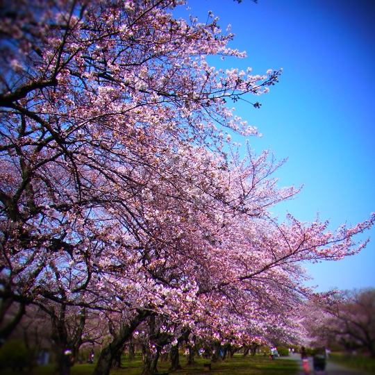 ソメイヨシノ