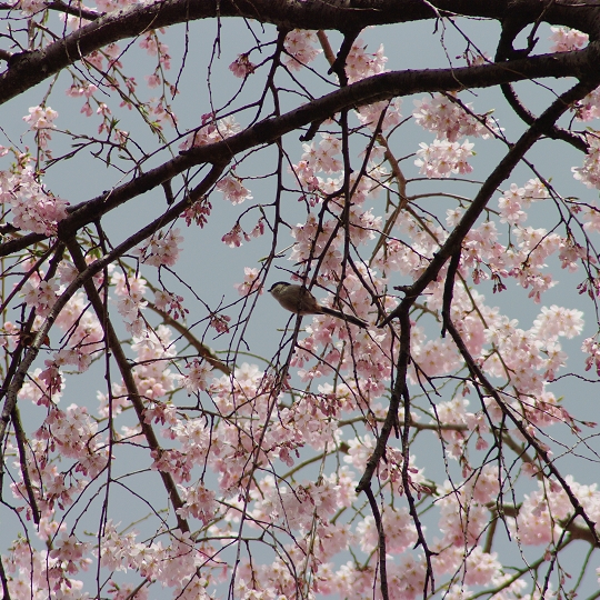 しだれ桜とエナガ