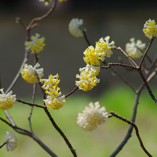 ミツマタの花