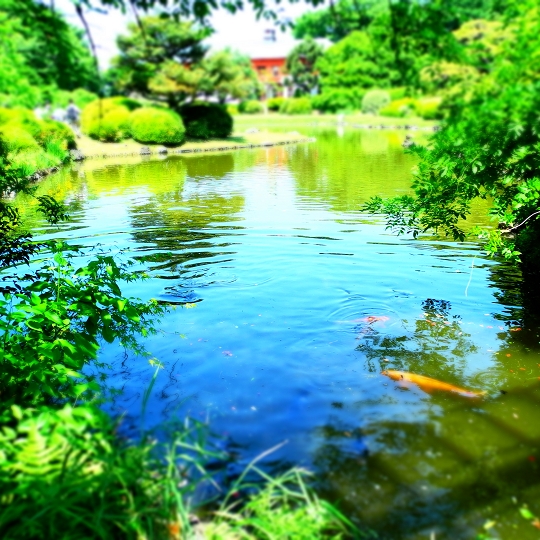 日本庭園の池