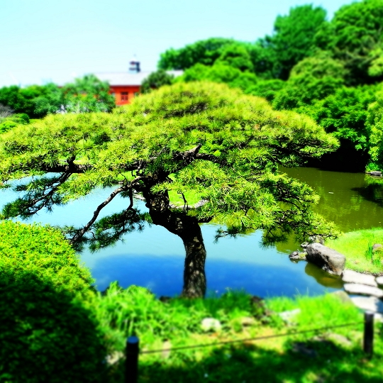 日本庭園の松
