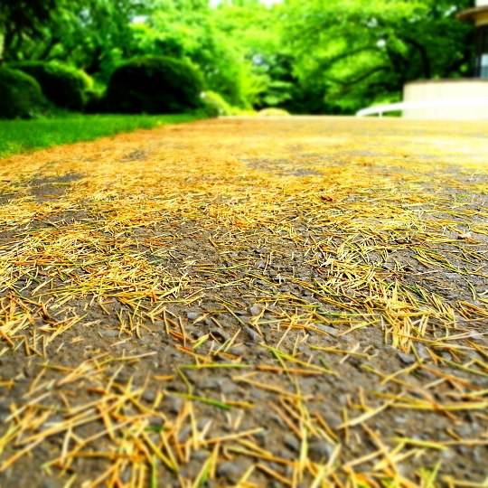 ヒマラヤスギの落ち葉