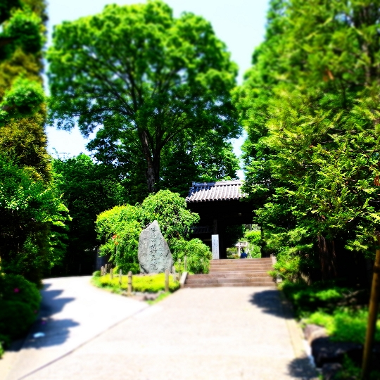 薬王院のケヤキ