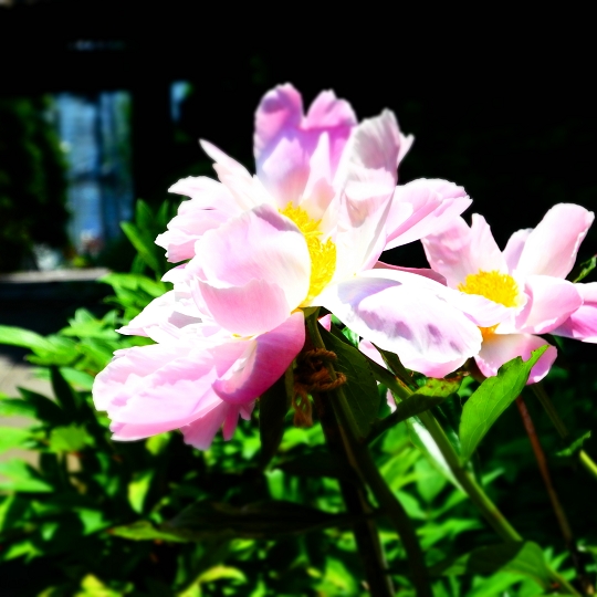 ぼたんの花