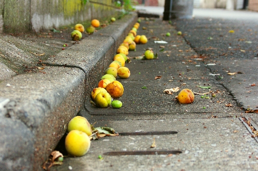 梅の実